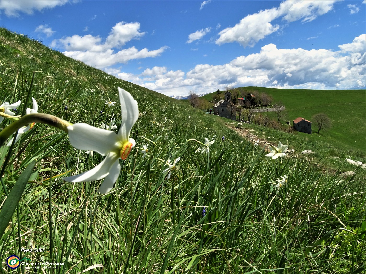 03 Spettacolo di narcisi in Linzone al Santuario della Sacra Famiglia.JPG